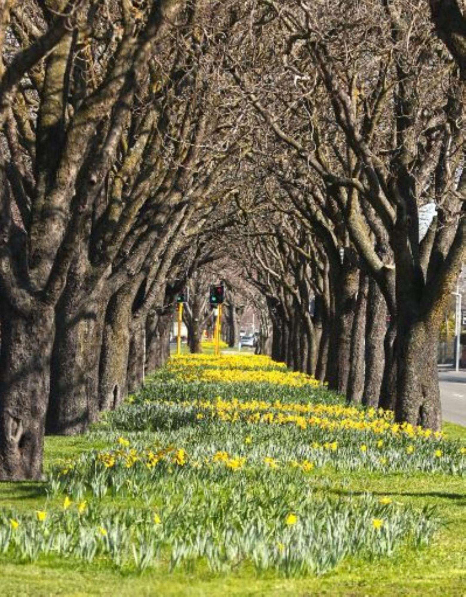 Inner City Delight Walk To Cathedral Square Christchurch Esterno foto